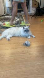 Reunited Female Cat last seen Mckee Street x Royal Oak Avenue, Burnaby, BC V5J 2T7