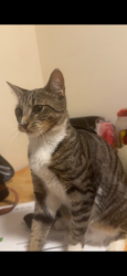 Lost Female Cat last seen Ps21 Edward bleeker, Queens, NY 11354