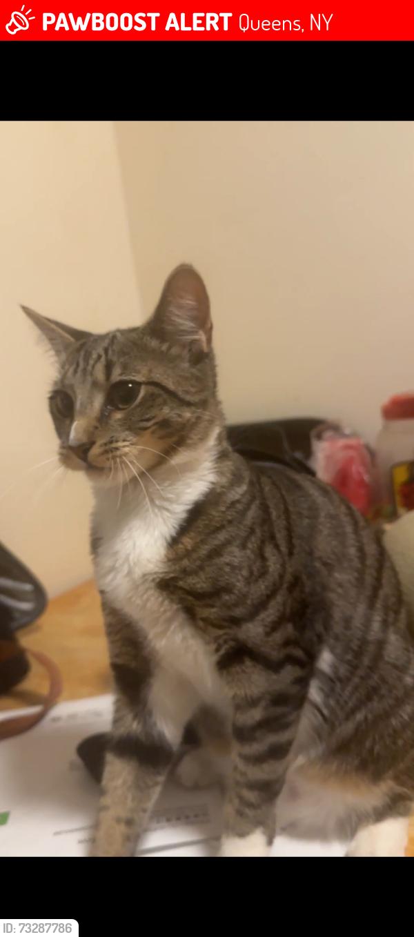 Lost Female Cat last seen Ps21 Edward bleeker, Queens, NY 11354