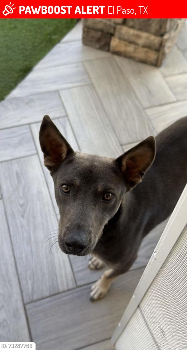 Lost Male Dog last seen Joe Battle Blvd y Edgemere Blvd, El Paso, TX 79938, El Paso, TX 79938