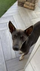 Lost Male Dog last seen Joe Battle Blvd y Edgemere Blvd, El Paso, TX 79938, El Paso, TX 79938
