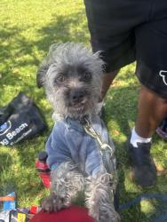Lost Male Dog last seen Obama and Chesapeake ave, Los Angeles, CA 90012