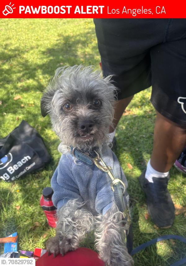 Lost Male Dog last seen Obama and Chesapeake ave, Los Angeles, CA 90012