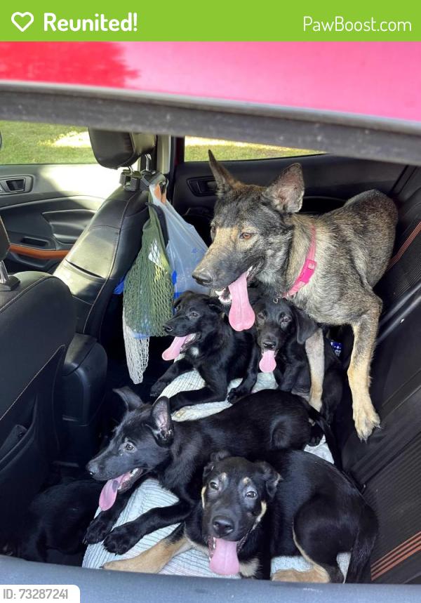 Reunited Unknown Dog last seen Saddlebow and Forest Meadow, Leon Valley, TX 78240