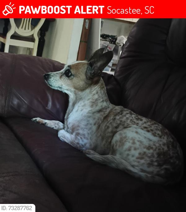Lost Female Dog last seen Clear Creek, Socastee, SC 29588