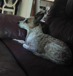 Lost Female Dog last seen Clear Creek, Socastee, SC 29588