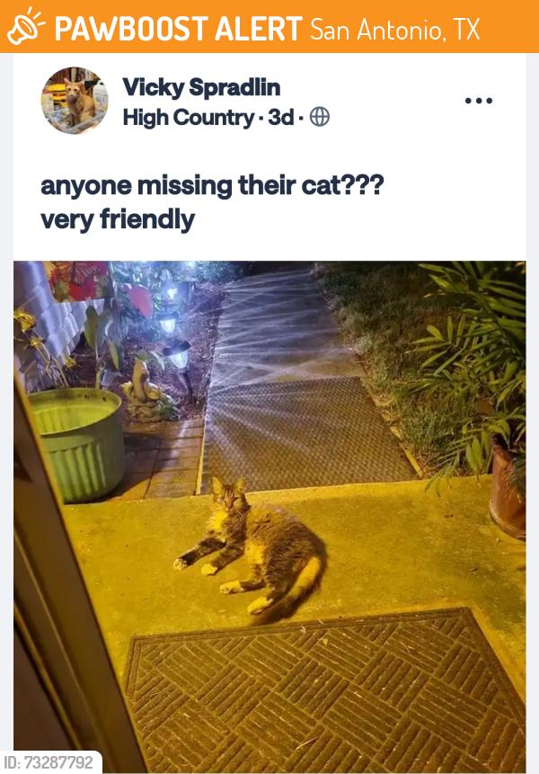 Found/Stray Unknown Cat last seen high country, San Antonio, TX 78247