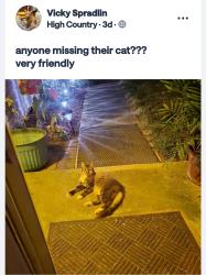Found/Stray Unknown Cat last seen high country, San Antonio, TX 78247