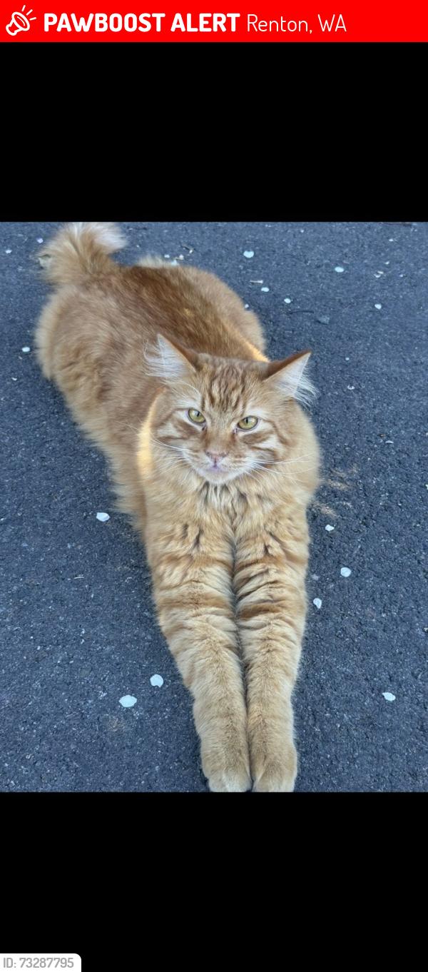 Lost Male Cat last seen Near 855 Dayton Ave NE, Renton, WA 98056Near 855 Dayton Ave NE, Renton, WA 98056, Renton, WA 98056