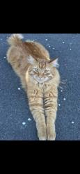 Lost Male Cat last seen Near 855 Dayton Ave NE, Renton, WA 98056Near 855 Dayton Ave NE, Renton, WA 98056, Renton, WA 98056