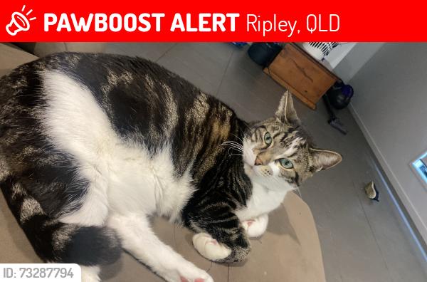 Lost Male Cat last seen at home 13 rosa street, Ripley, QLD 4306