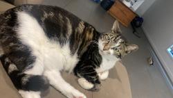 Lost Male Cat last seen at home 13 rosa street, Ripley, QLD 4306