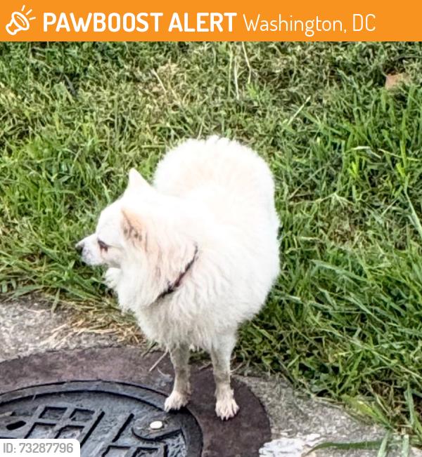 Found/Stray Unknown Dog last seen Gallaudet university, Washington, DC 20002
