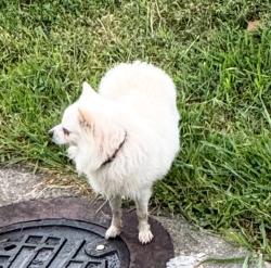Found/Stray Unknown Dog last seen Gallaudet university, Washington, DC 20002