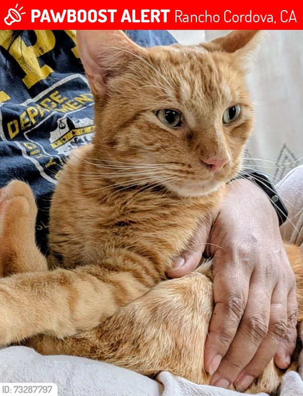 Lost Male Cat last seen Sunrise/Douglas, Rancho Cordova, CA 95742