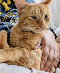 Lost Male Cat last seen Sunrise/Douglas, Rancho Cordova, CA 95742