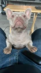 Lost Female Dog last seen 85th dr and Butler Ave, Peoria, AZ 85345