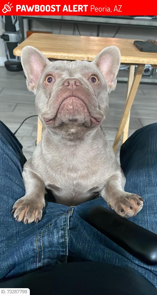 Lost Female Dog last seen 85th dr and Butler Ave, Peoria, AZ 85345