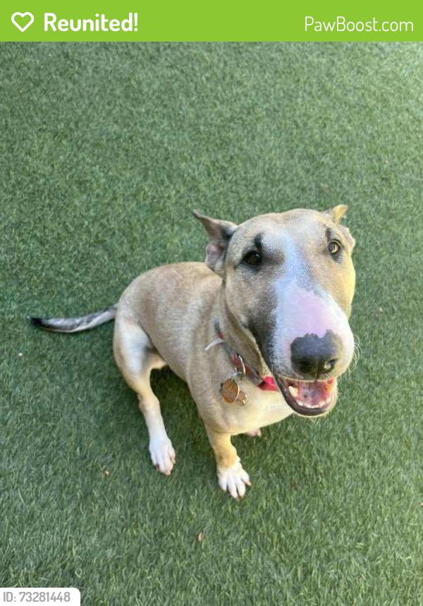 Reunited Female Dog last seen D Street & 98th Ave, Oakland, CA 94621