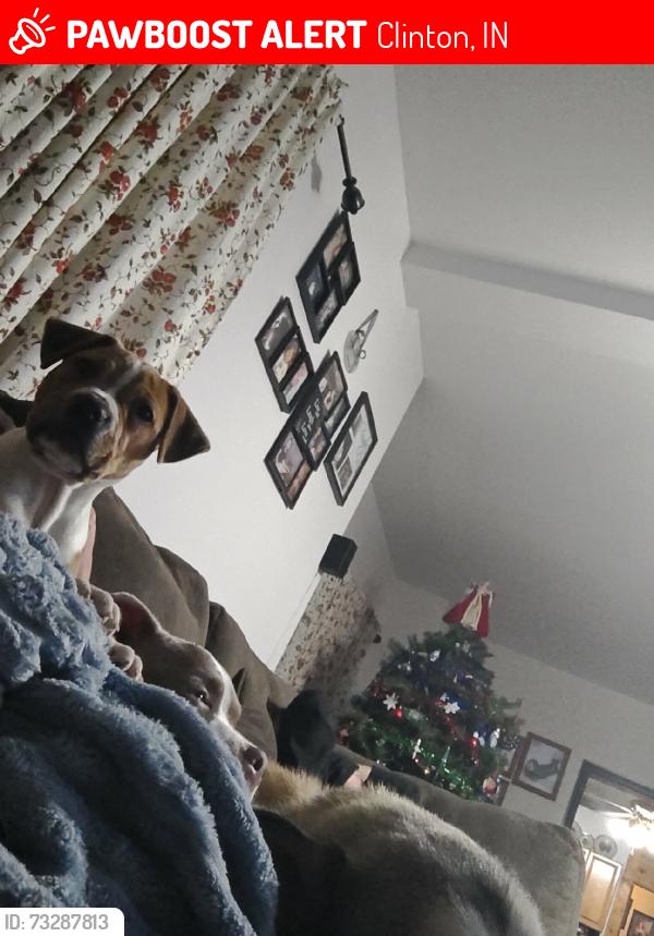Lost Female Dog last seen Sycamore.,, Clinton, IN 47842