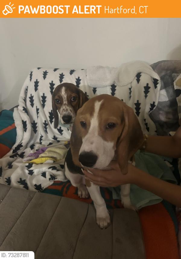 Found/Stray Male Dog last seen Near Maple Ave and West Preston st, Hartford, CT 06114