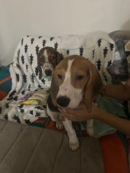 Found/Stray Male Dog last seen Near Maple Ave and West Preston st, Hartford, CT 06114