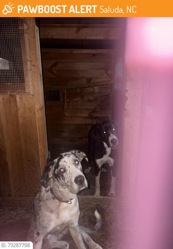 Found/Stray Unknown Dog last seen Hwy 176, Saluda, NC 28773
