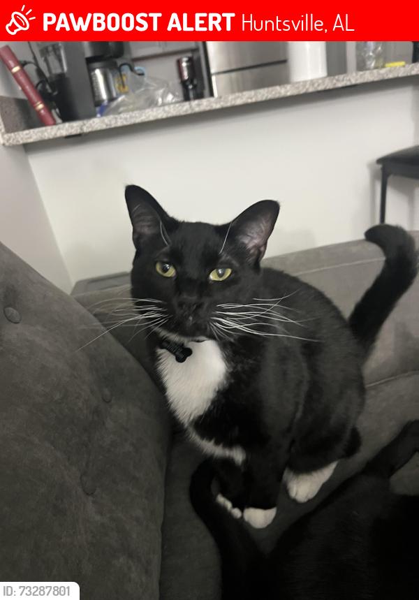 Lost Male Cat last seen University and Enterprise Way, Huntsville, AL 35806