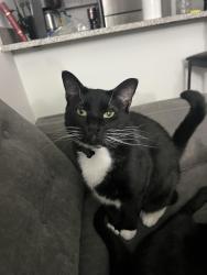 Lost Male Cat last seen University and Enterprise Way, Huntsville, AL 35806