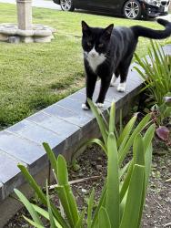 Lost Male Cat last seen Mountain View & Terra Vista, Rancho Cucamonga, CA 91730