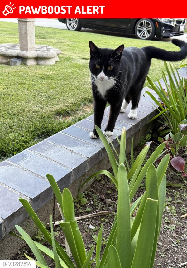 Lost Male Cat last seen Mountain View & Terra Vista, Rancho Cucamonga, CA 91730