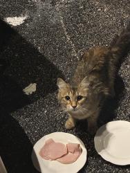Found/Stray Unknown Cat last seen Near the dead end on pleasant lane and Columbine, Lombard, IL 60148