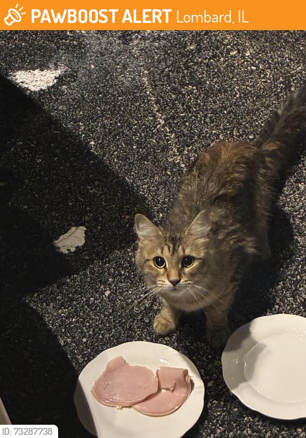 Found/Stray Unknown Cat last seen Near the dead end on pleasant lane and Columbine, Lombard, IL 60148