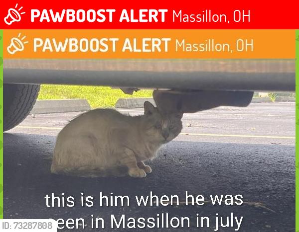 Lost Male Cat last seen Valeside nw, Massillon, OH 44646