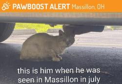 Lost Male Cat last seen Valeside nw, Massillon, OH 44646