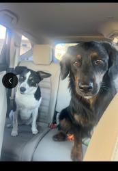 Reunited Unknown Dog last seen Val Vista Lakes, Gilbert, AZ 85234, USA, Gilbert, AZ 85234