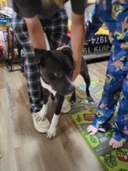 Found/Stray Male Dog last seen Tegarden commons, Gulfport, MS 39507