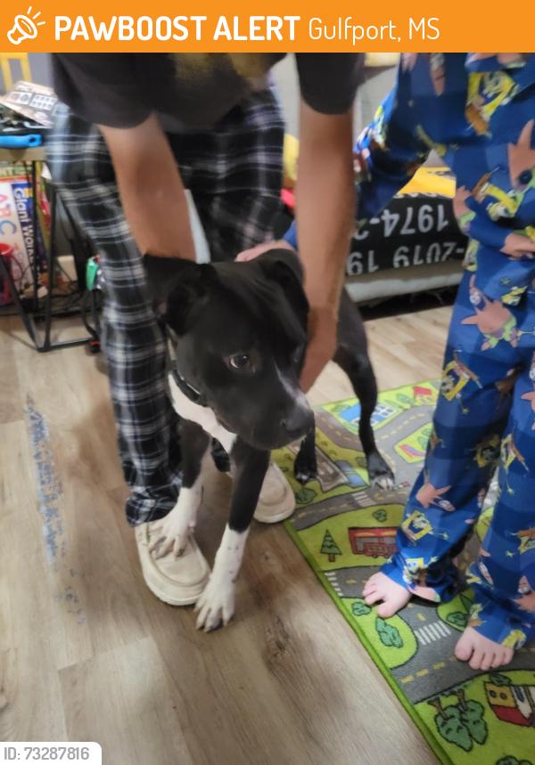 Found/Stray Male Dog last seen Tegarden commons, Gulfport, MS 39507