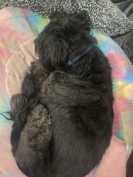 Found/Stray Male Dog last seen RiverMark Village, Santa Clara, CA 95054