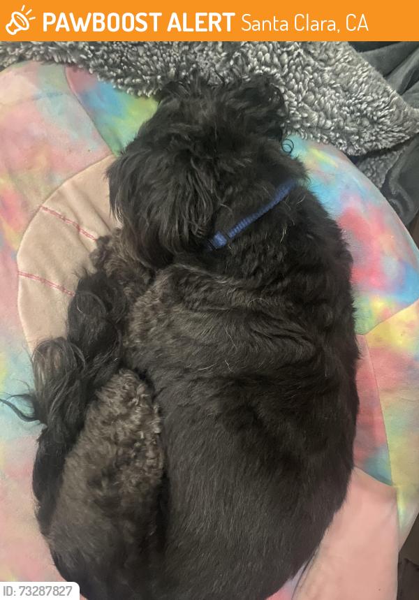 Found/Stray Male Dog last seen RiverMark Village, Santa Clara, CA 95054