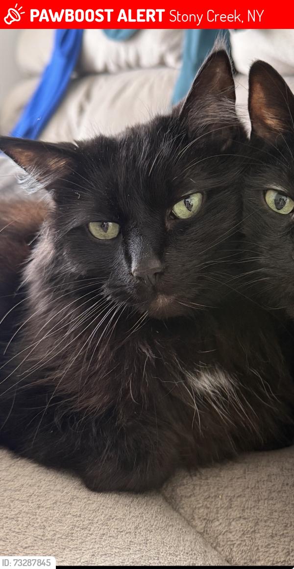 Lost Female Cat last seen Tucker Road, Stony Creek, NY 12878