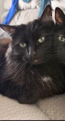 Lost Female Cat last seen Tucker Road, Stony Creek, NY 12878