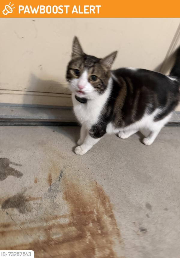 Found/Stray Unknown Cat last seen Tenth line and brittania, Mississauga, ON L5M 6R6