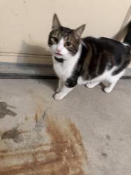 Found/Stray Unknown Cat last seen Tenth line and brittania, Mississauga, ON L5M 6R6
