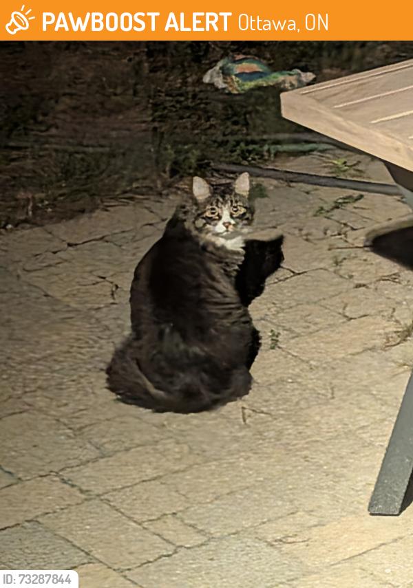 Found/Stray Unknown Cat last seen Mojave crescent and Horseshoe crescent, Ottawa, ON 