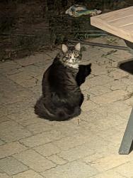 Found/Stray Unknown Cat last seen Mojave crescent and Horseshoe crescent, Ottawa, ON 