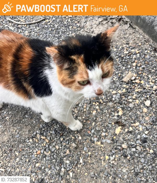 Found/Stray Unknown Cat last seen Mission Ridge, Fairview, GA 30741
