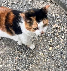 Found/Stray Unknown Cat last seen Mission Ridge, Fairview, GA 30741