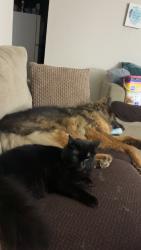 Lost Male Cat last seen apmts, Columbia, MO 65202