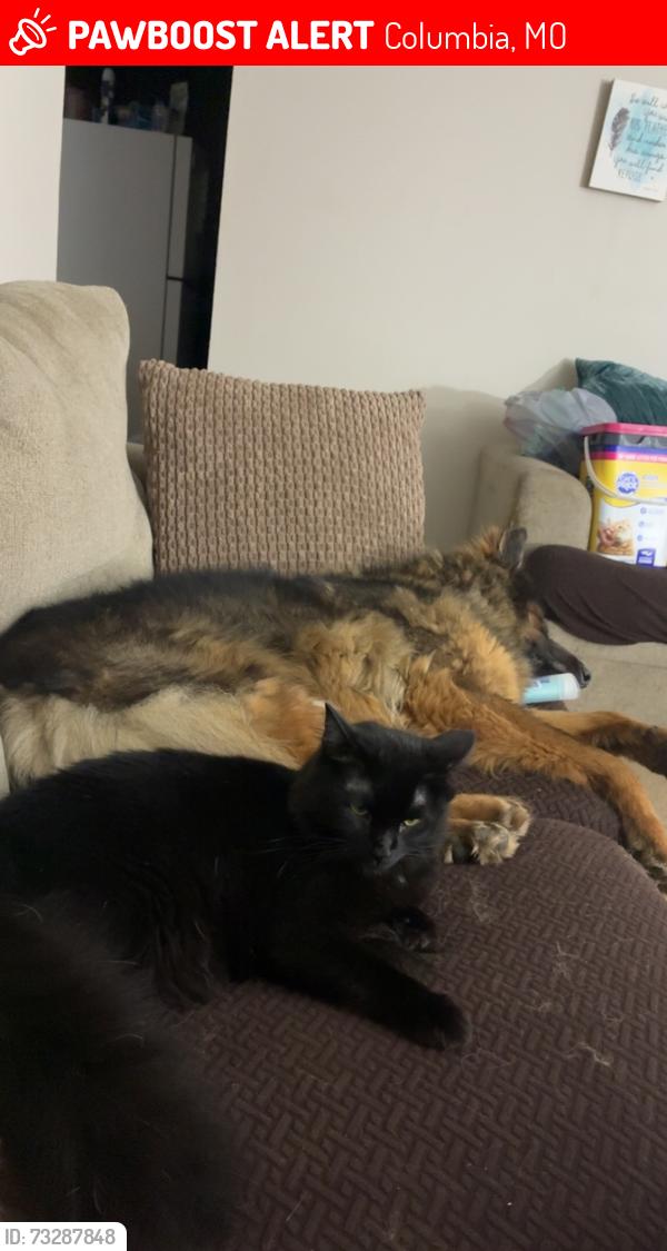 Lost Male Cat last seen apmts, Columbia, MO 65202